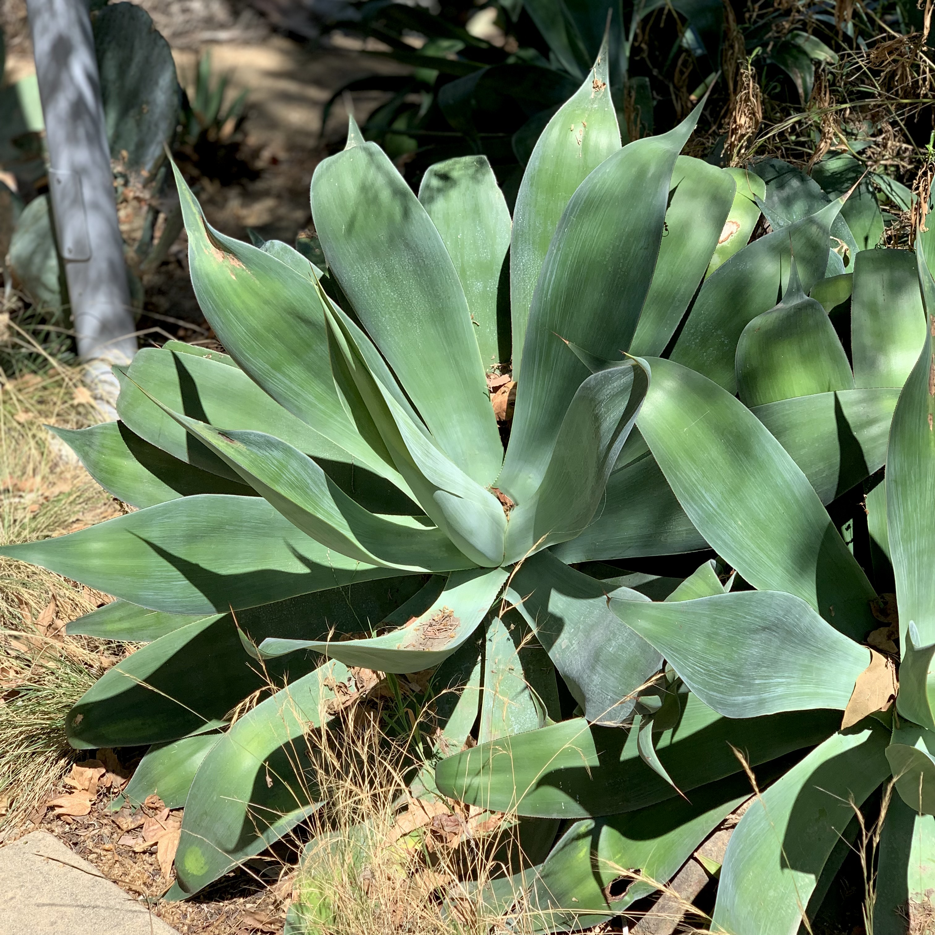 Photo of agave blue flame